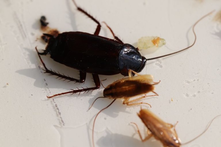 cockroach repellent spray